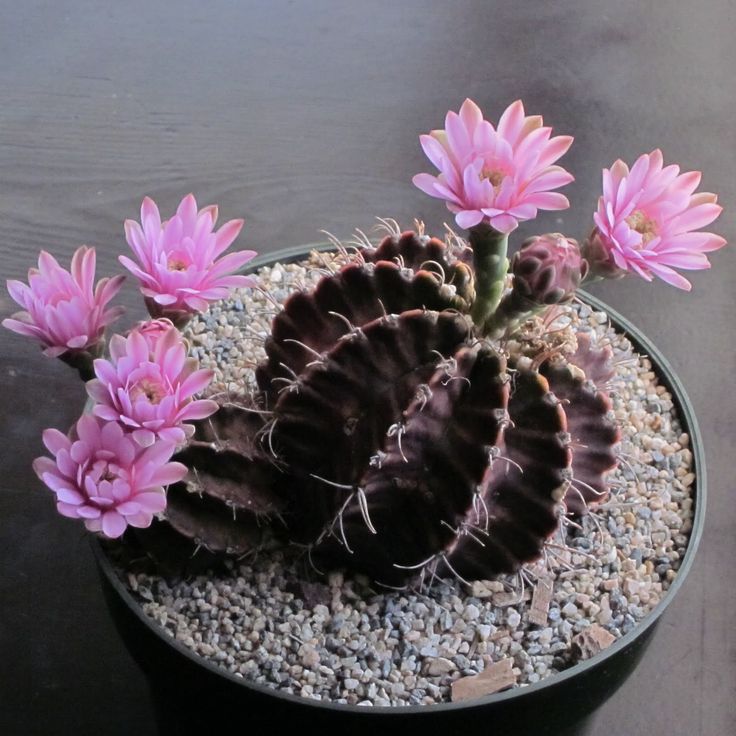 Gymnocalycium mihanovichii