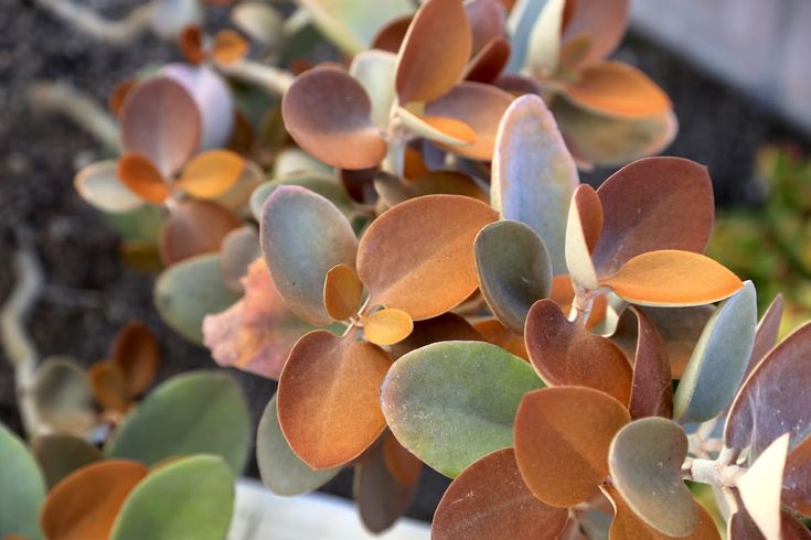 suculenta colher de cobre Kalanchoe orgyalis