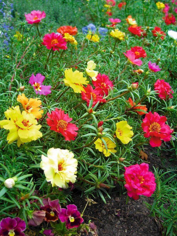 Portulaca