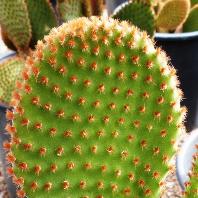 Opuntia microdasys