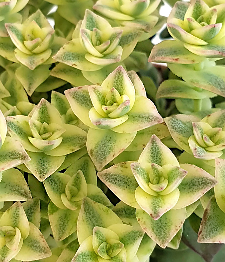 Crassula Perforata