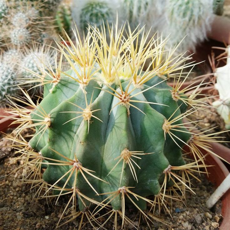 Ferocactus glaucescens