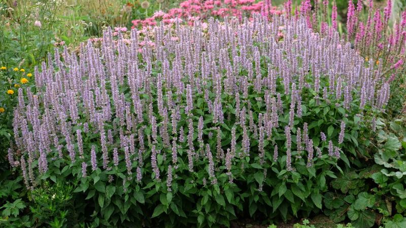 Agastache