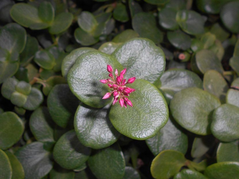 Crassula Multicava