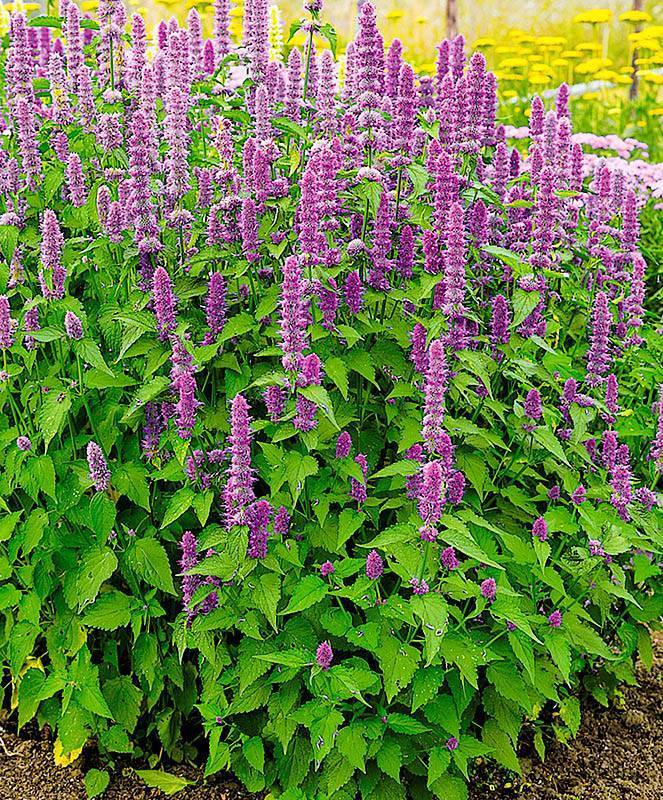 Agastache