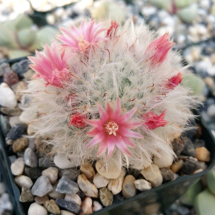 Mammillaria bocasana