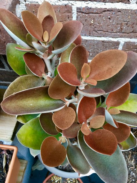 suculenta Kalanchoe orgyalis