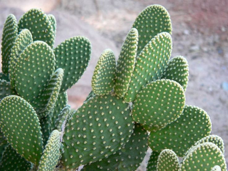 Opuntia microdasys