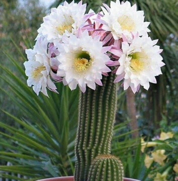 Echinopsis spachiana