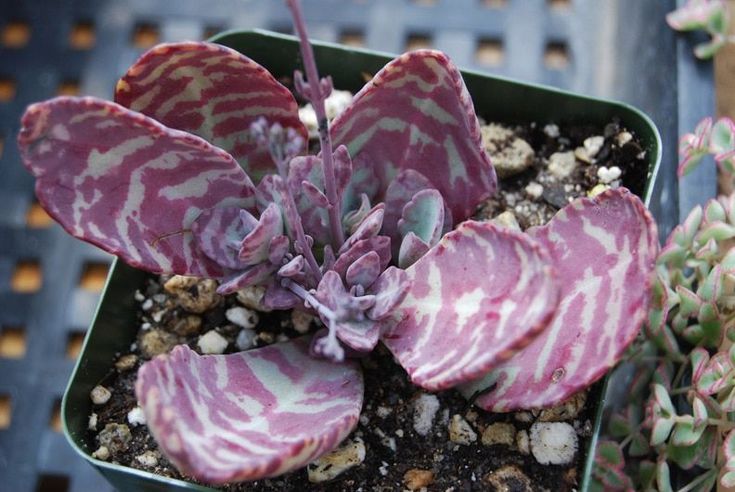 Kalanchoe humilis