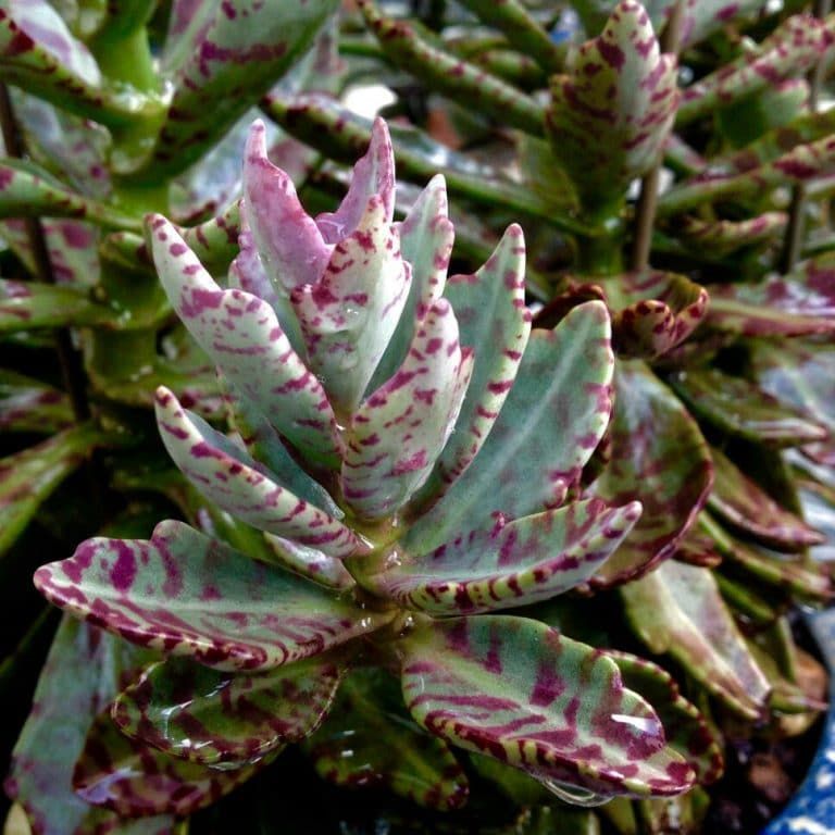 Kalanchoe humilis