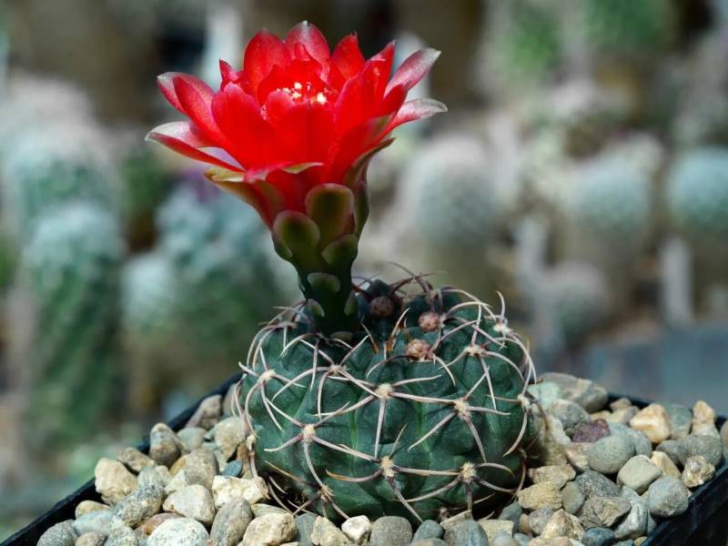 Gymnocalycium baldianum