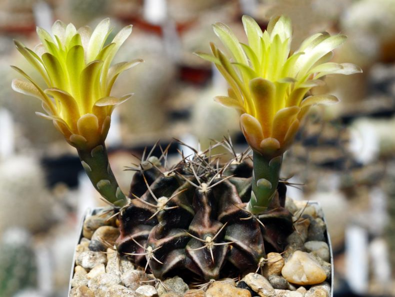 Gymnocalycium mihanovichii