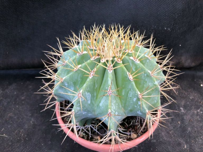 Ferocactus glaucescens