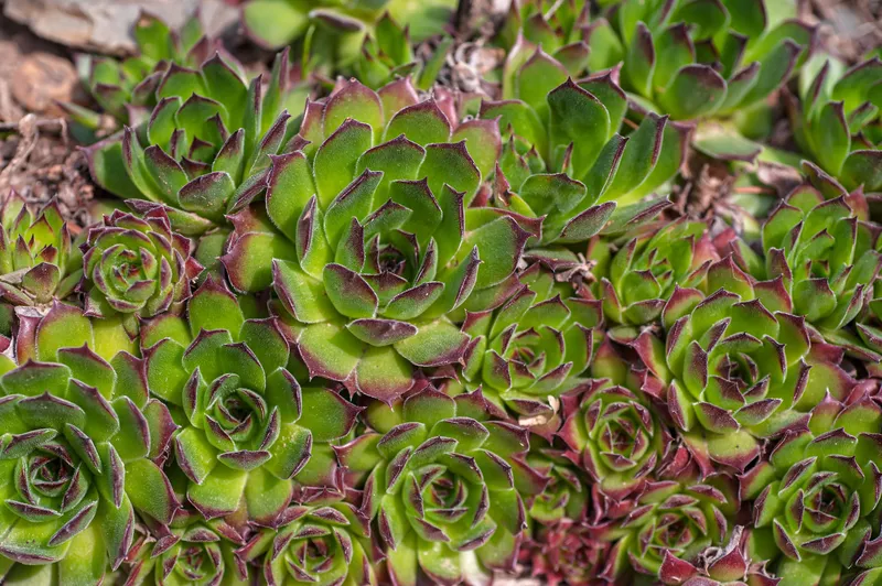 Sempervivum tectorum 