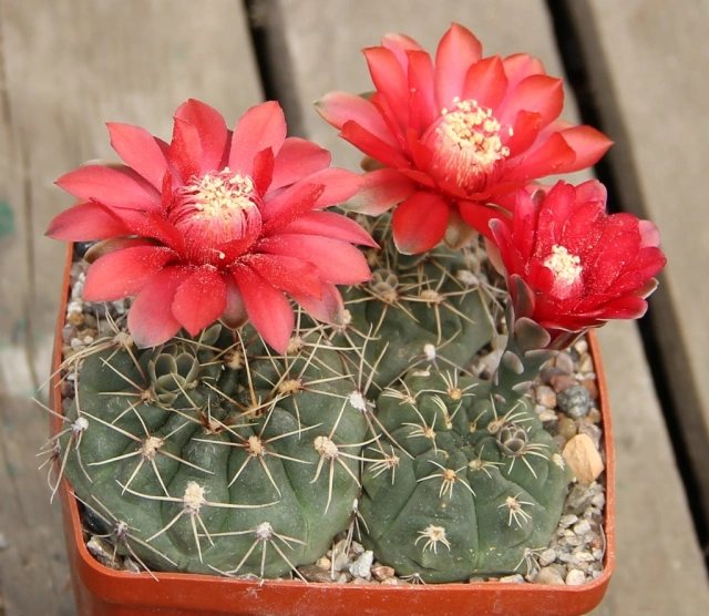 Gymnocalycium baldianum