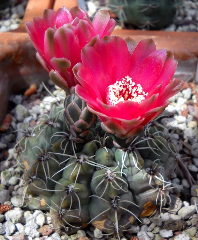 Gymnocalycium baldianum