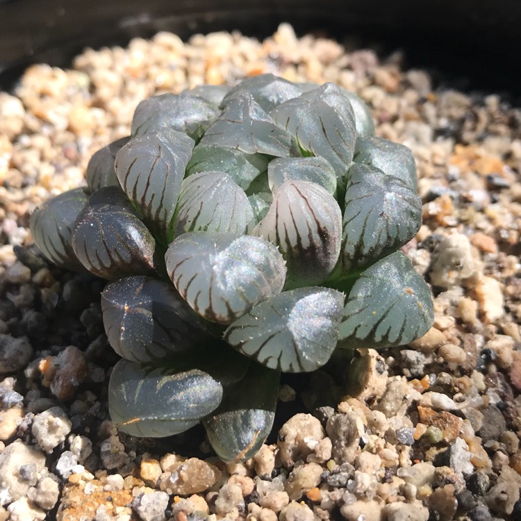 Haworthia Cooperi