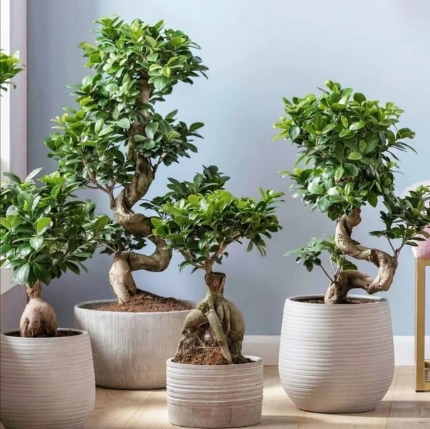 Ficus-Microcarpa