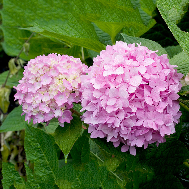 Hortênsias-Rosa