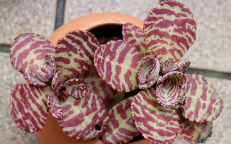 Kalanchoe humilis