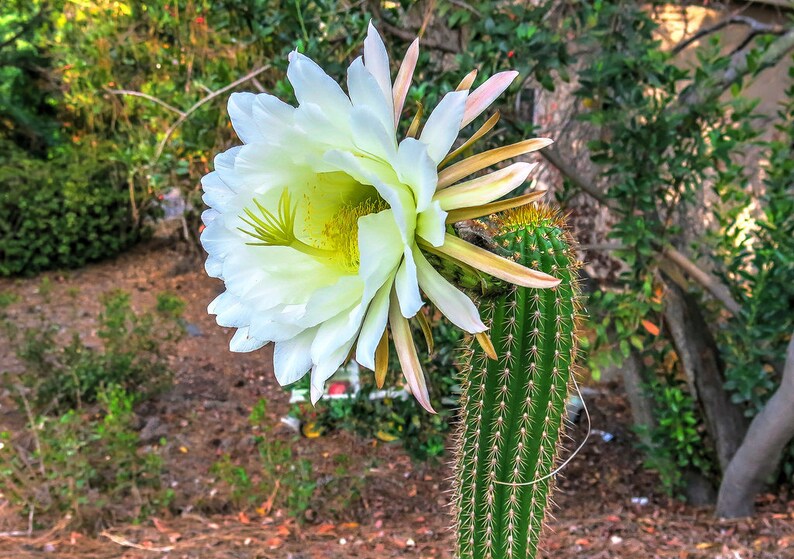 Echinopsis spachiana