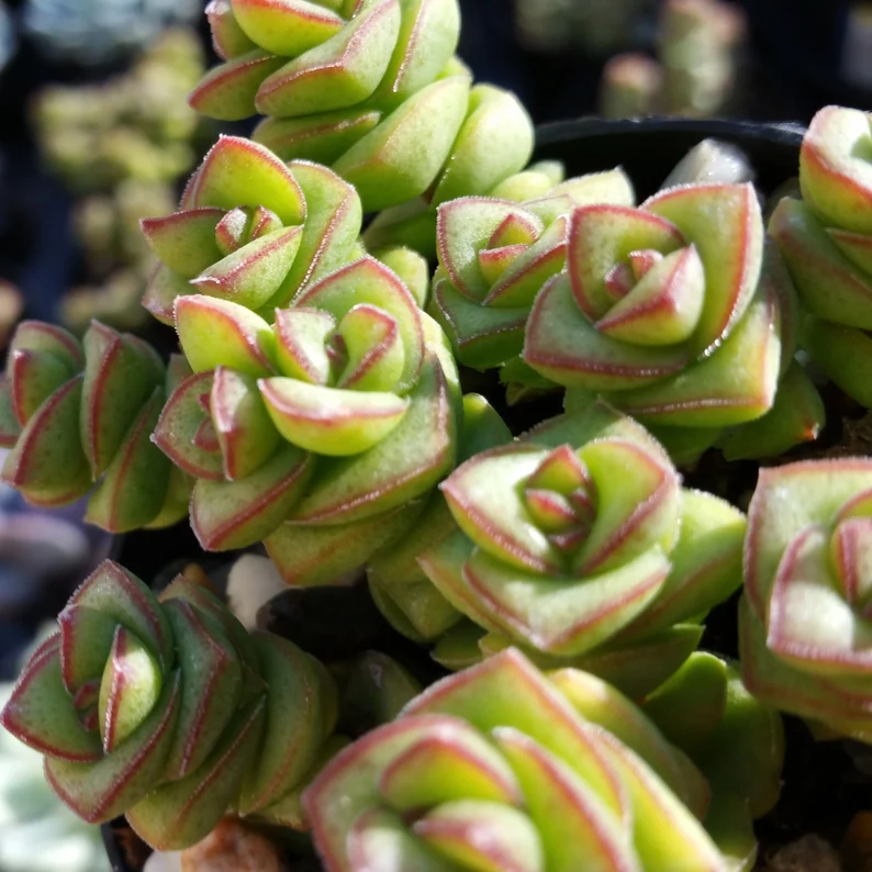 Crassula Perforata