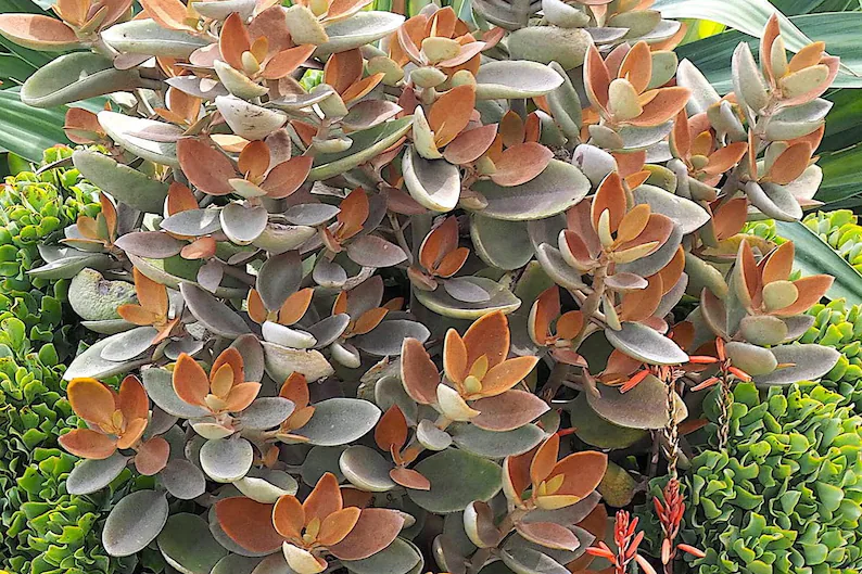 suculenta colher de cobre Kalanchoe orgyalis