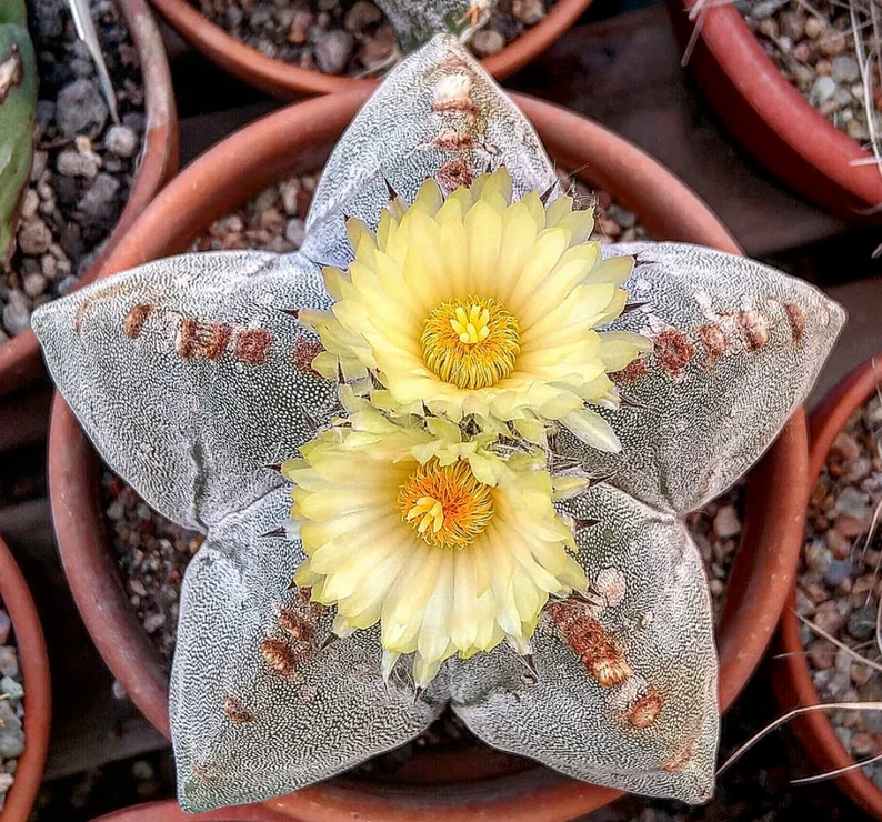 Astrophytum myriostigma