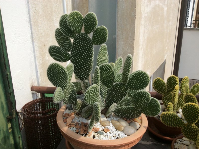 Opuntia microdasys