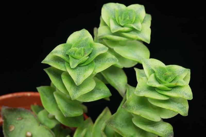 Crassula Perforata