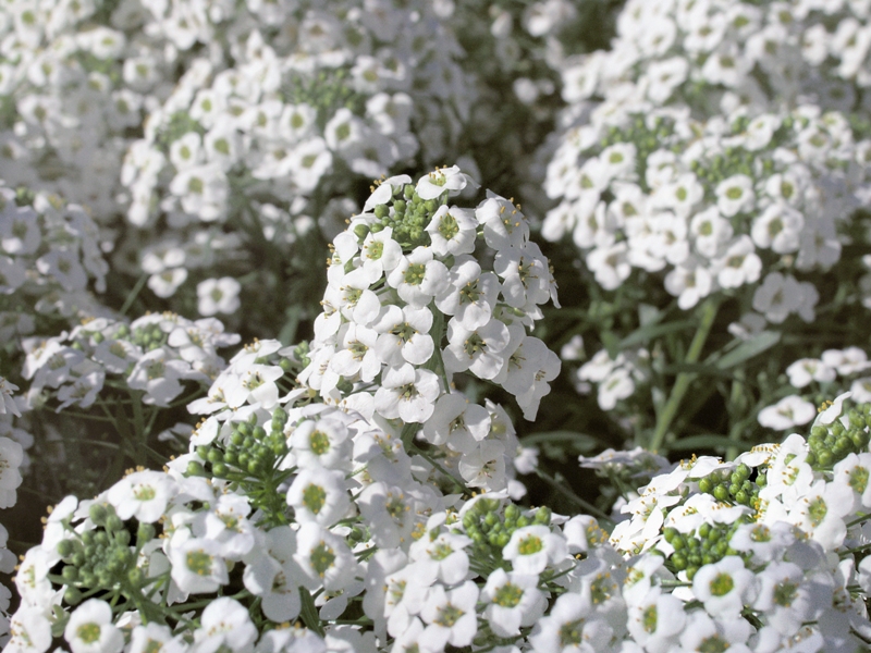 Alyssum