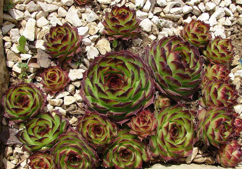 Sempervivum tectorum 