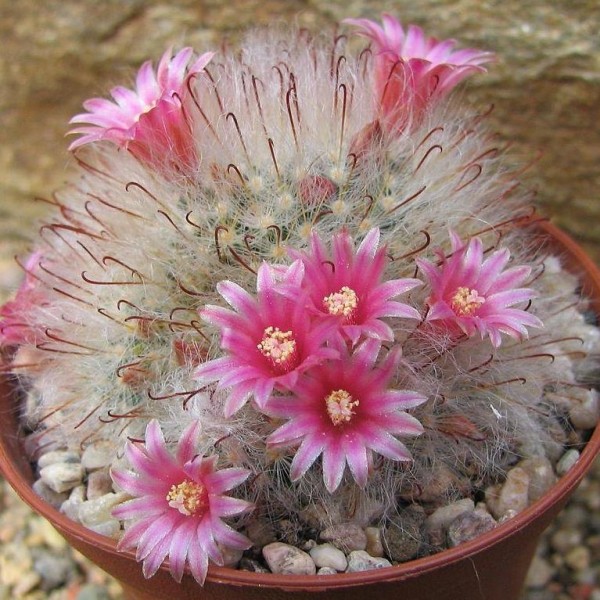 Mammillaria bocasana