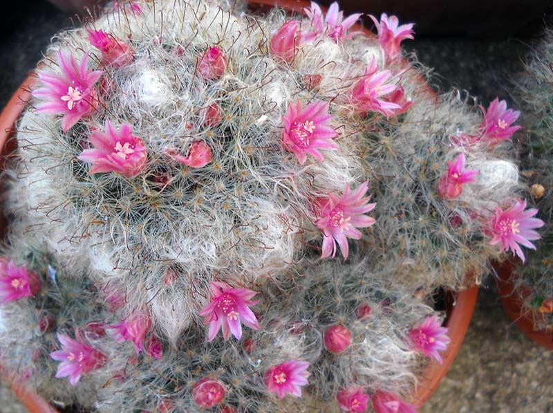 Mammillaria bocasana