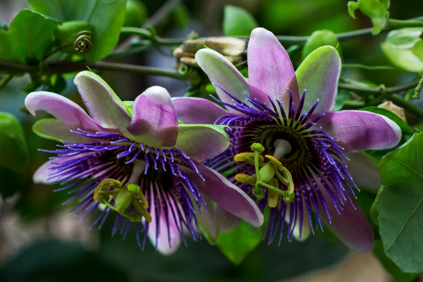 Passiflora