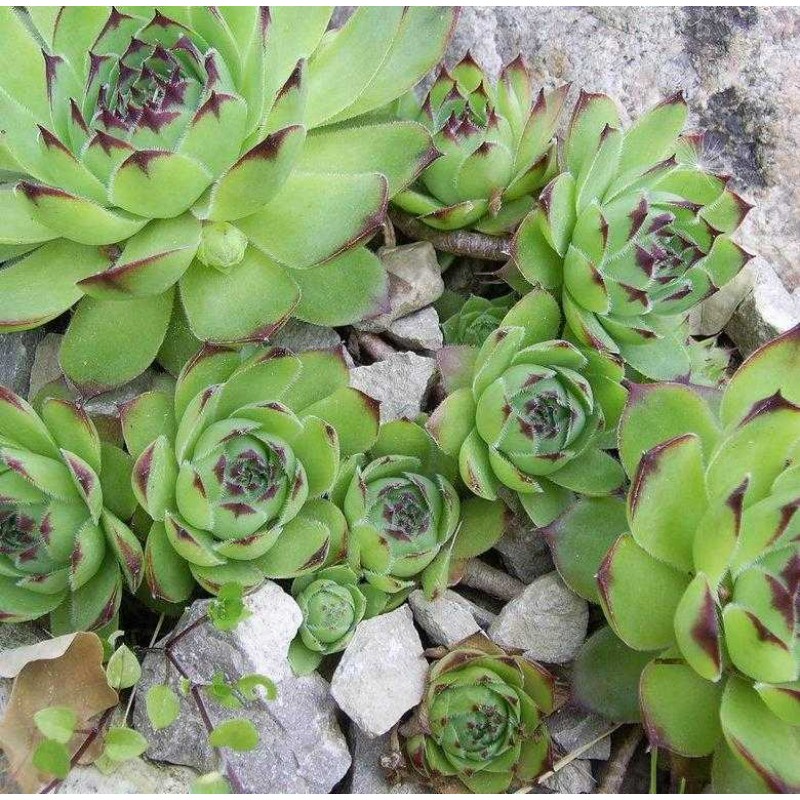 Sempervivum tectorum 