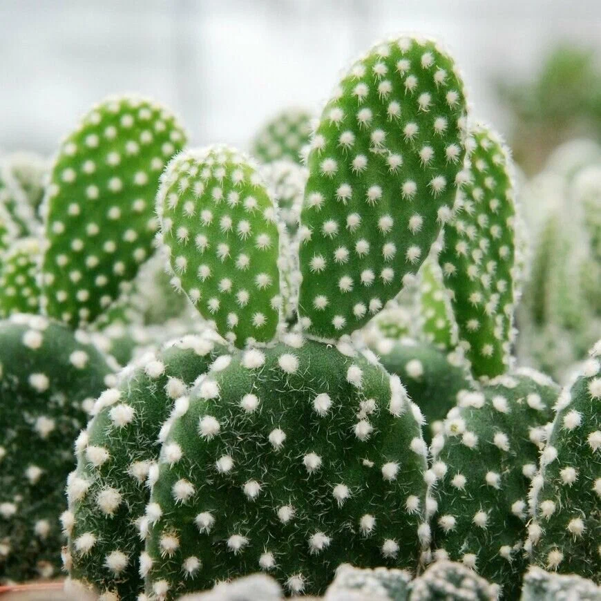 Opuntia microdasys