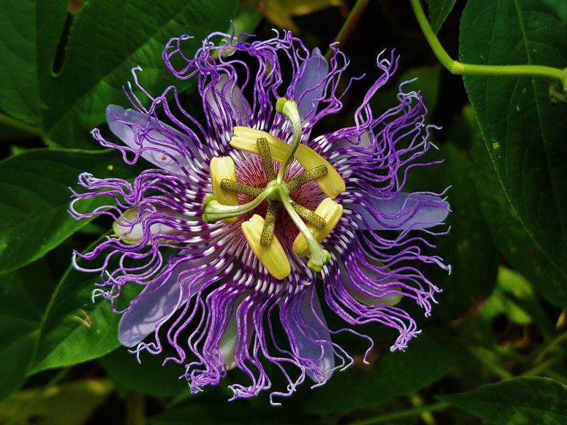 Passiflora