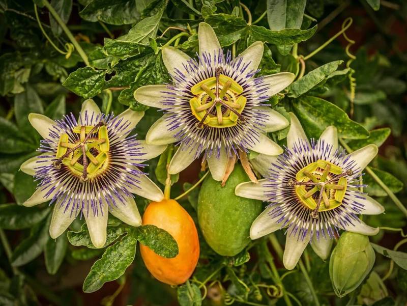 Passiflora