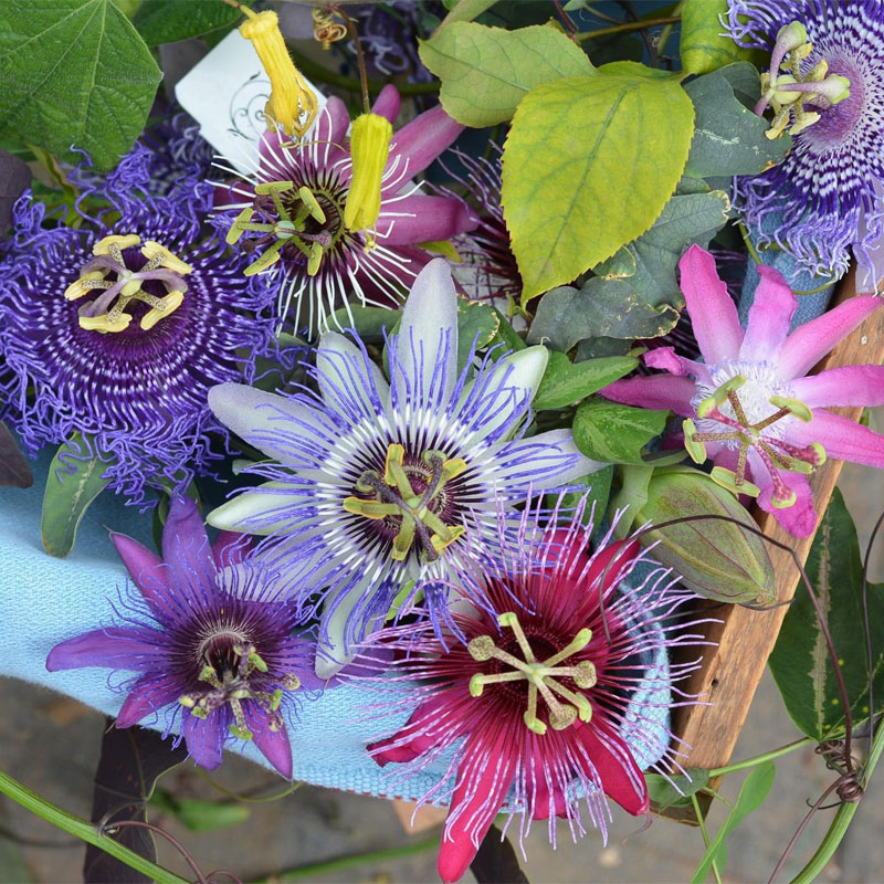 Passiflora