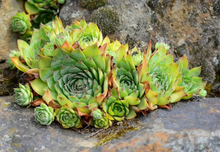 Sempervivum tectorum 