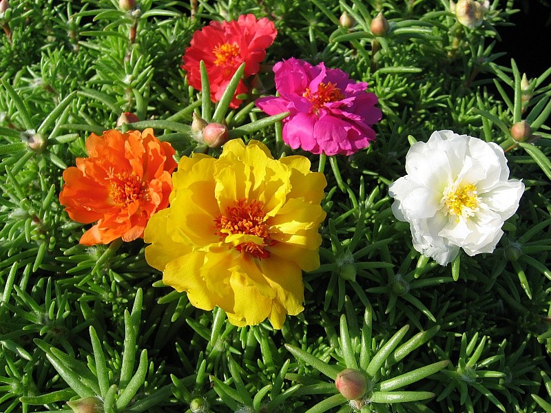 Portulaca