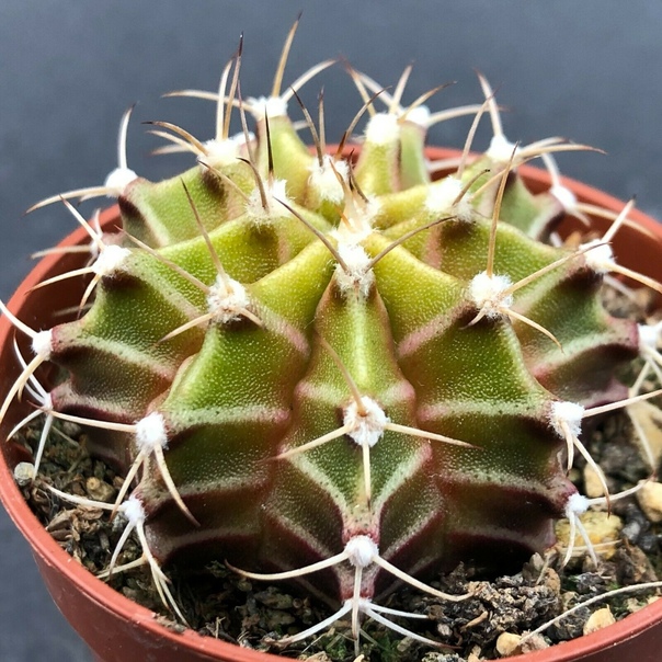 Gymnocalycium mihanovichii