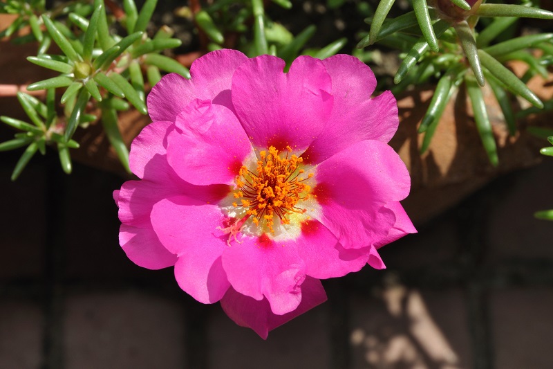 Portulaca