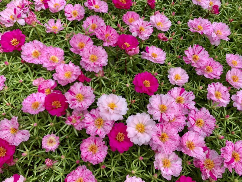 Portulaca