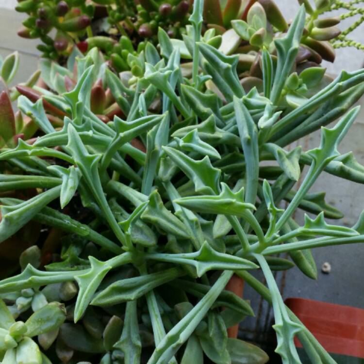 Senecio kleiniiformis