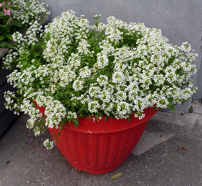 Alyssum