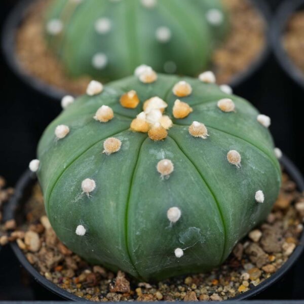 Astrophytum asterias