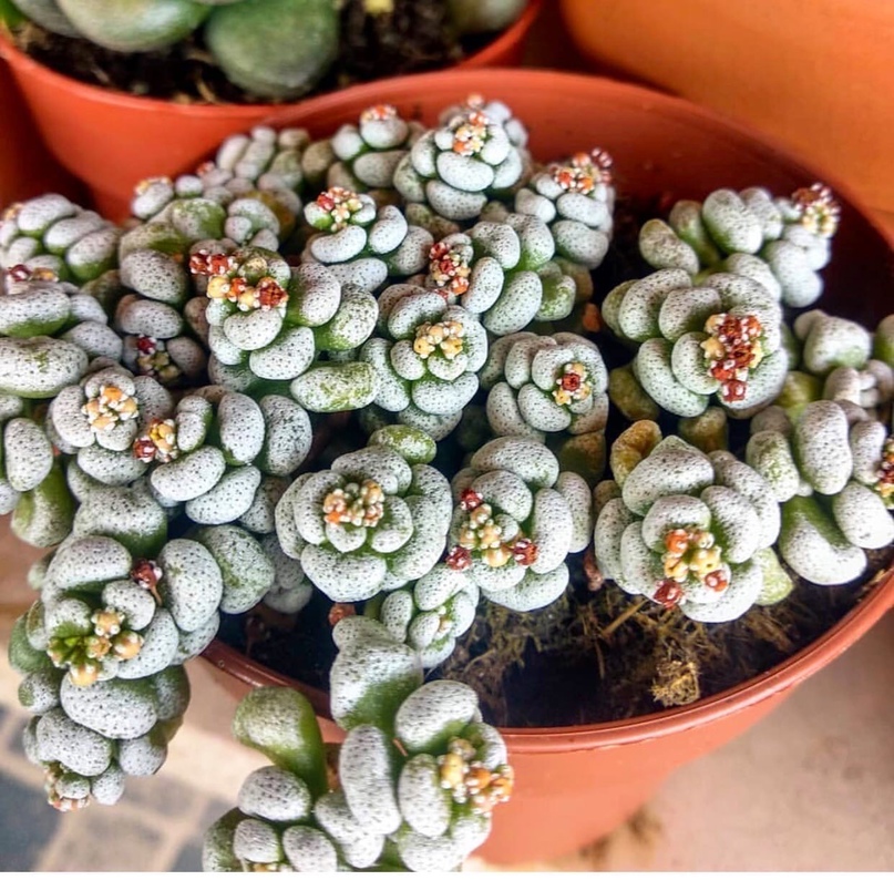 Crassula corallina